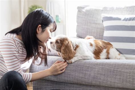 一人暮らしで犬を飼うためのガイド