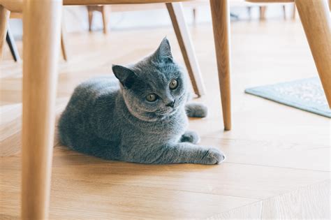 一人暮らしと猫との快適な暮らし方ガイド