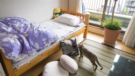 一人暮らしの猫部屋: 快適で安全な住まいのためのガイド