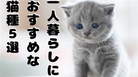 一人暮らし 猫 飼い たい？飼いやすい猫種や賃貸物件の選び方まで解説