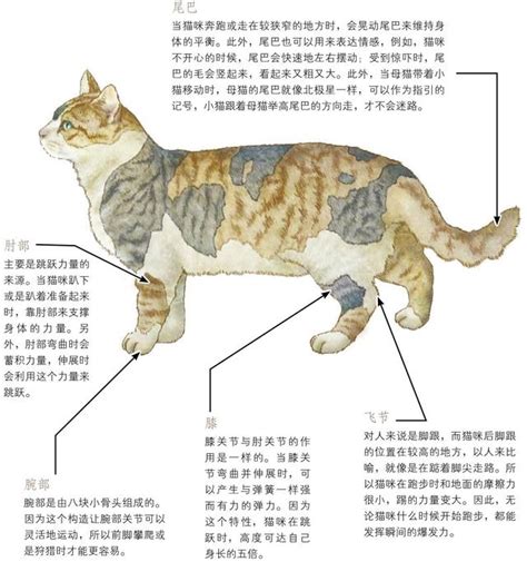 一個寵物，無窮可能：認識宇宙貓咪的驚世能力