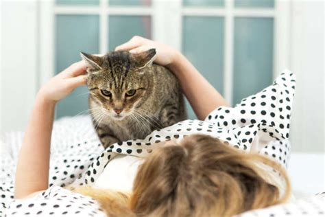 一緒に寝たがる猫とその心理・対処法