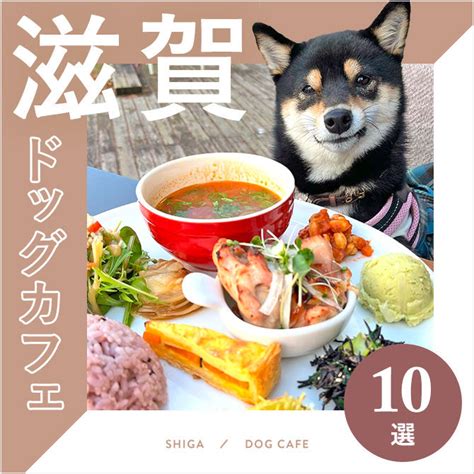 三田で愛犬と寛げる！おすすめドッグカフェ徹底ガイド