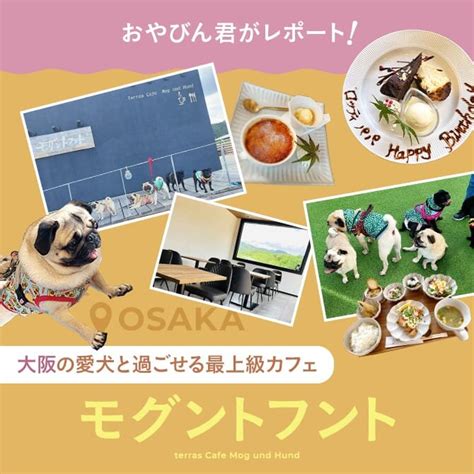 三田で愛犬と快適に過ごせるドッグカフェ完全ガイド