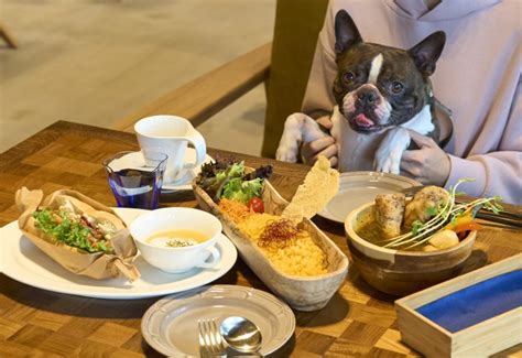 三田で愛犬と過ごせるおすすめドッグカフェ徹底ガイド