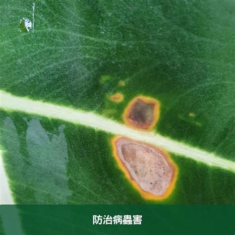 三角蝨的全面指南：從生物學到防治