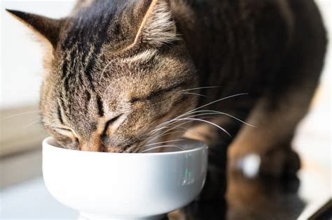 上質なキャットフードで愛猫の健康と幸せを