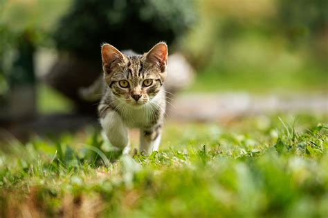 上越地方飼い主必見！ペットホテルの上手な選び方から最新施設まで徹底解説