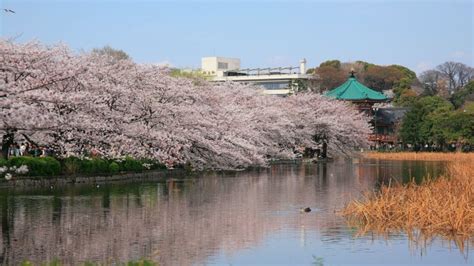 上野公園：