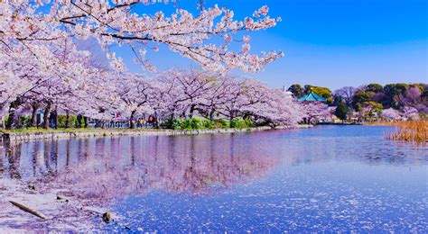 上野公園 (徒歩約1分)