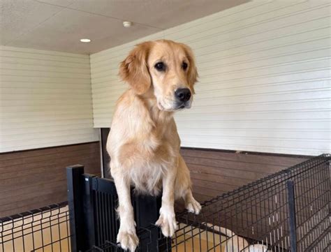 世界の犬牧場 — 犬好き必見の楽園へようこそ！