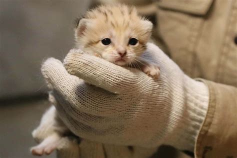 世界最小の猫、あなたも飼えます