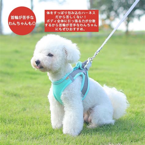 中型犬にぴったりのハーネス選び