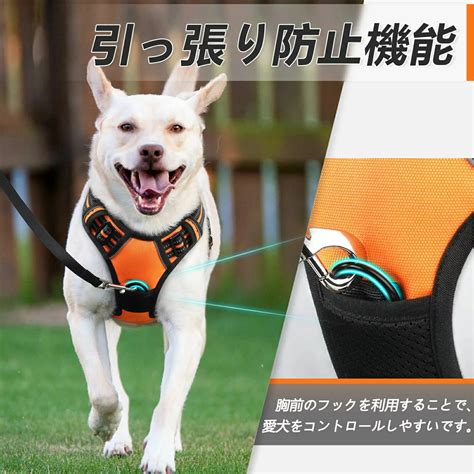 中型犬にハーネスが必要な理由