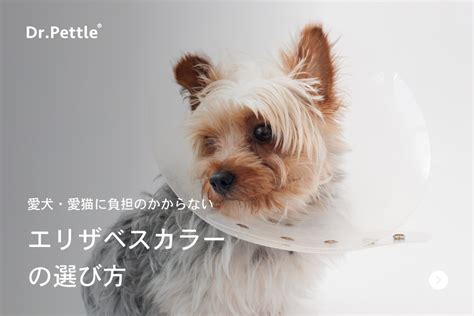 中型犬のためのエリザベスカラーの選び方と使用法