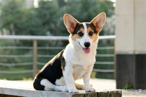 中型犬：介於小型犬和大型犬之間的多元犬種