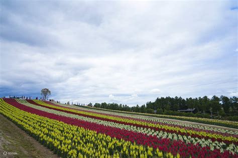 中富良野花卉公園：漫步花卉天堂，探索大自然的藝術