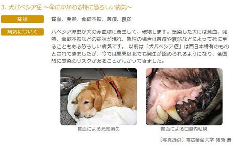 中山獣医科病院でペットの健康をサポート