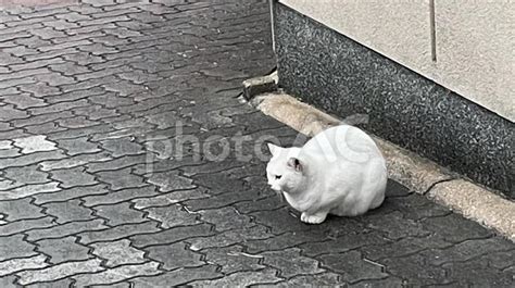 丸く縮こまる猫: その魅力と科学