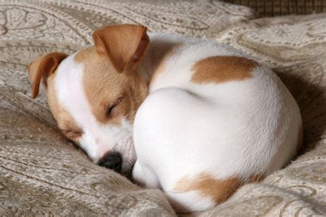 丸まって寝る犬がかわいい理由