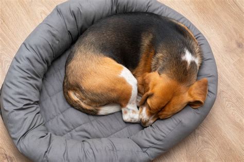 丸まって眠る犬がもたらす健康上のメリットと快適さ