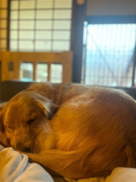 丸まって眠る犬の健康と幸福