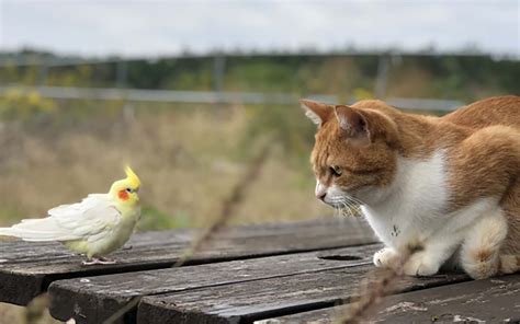 丸まる猫: その魅力と飼う際の注意点