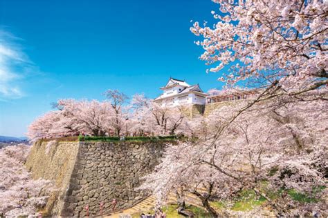 九州賞櫻初體驗 福岡