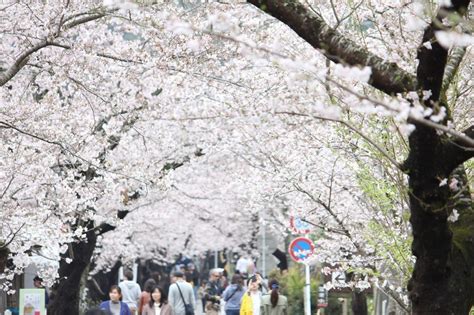 九州賞櫻：踏上春之絕美旅程