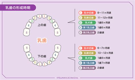 乳歯を失うことは、これらの重要な機能に悪影響を及ぼす可能性があります。