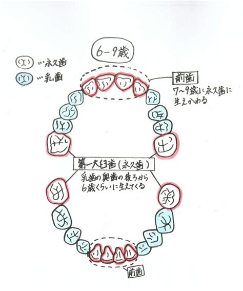 乳歯頭蓋骨：子供の歯の基礎を築く重要な役割