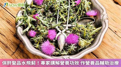 乳薊草：護肝聖品，預防脂肪肝、肝硬化的天然草藥