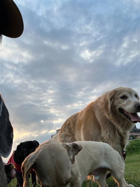 亀岡で愛犬と過ごす至福のひととき！おすすめドッグカフェ大特集