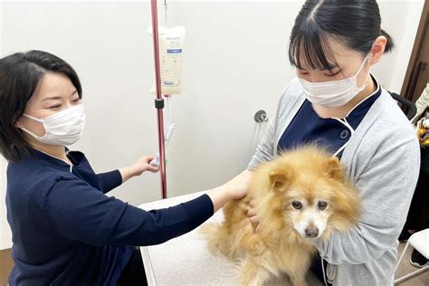 亀岡ファミリー動物病院：地域に寄り添う頼れるかかりつけ医