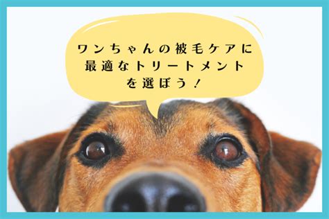 二重被毛犬の全て：徹底解説ガイド