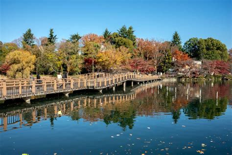 井の頭恩賜公園ドッグラン