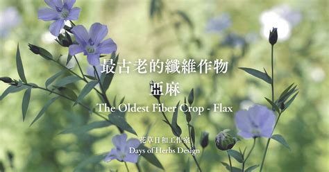 亞麻，來自古老文明的天然纖維