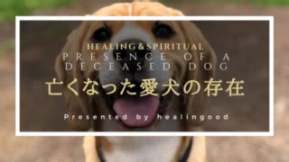 亡くなった愛犬が今でもそばにいる、と感じる方法