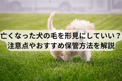 亡くなった犬との最後の別れを乗り越えるためのガイド