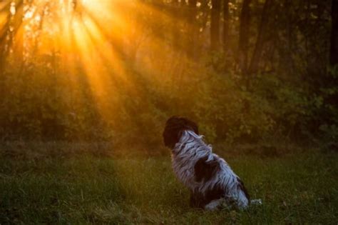 亡くなった飼い主との悲しみに向き合う：愛犬との思い出を大切に