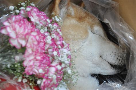 亡くなった飼い主の犬への対応