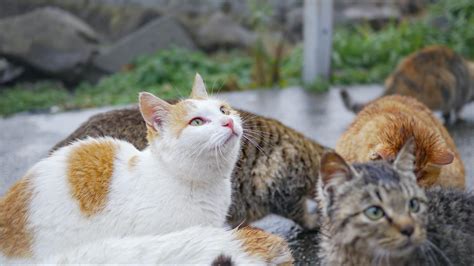 京都で野良猫の保護に取り組む団体