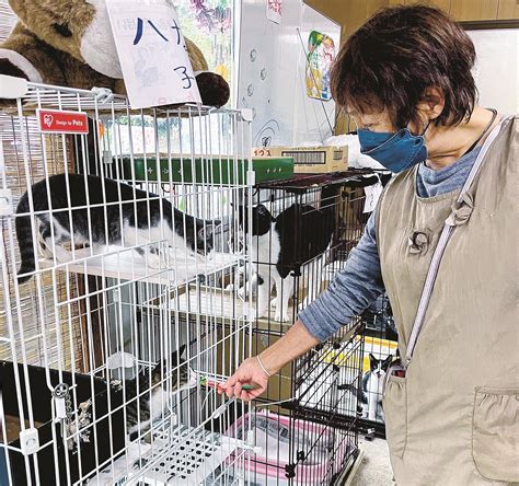 京都の野良猫保護団体