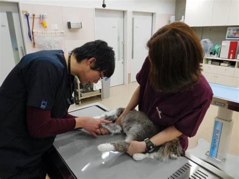 京都動物夜間救命センター