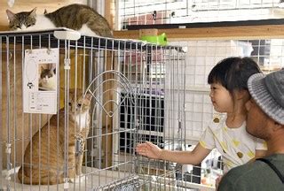 京都市では推定10万匹もの野良猫が生息していると言われています。