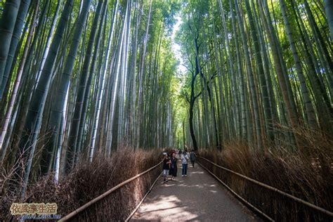 京都的嵐山以其美麗的自然風光而聞名，其中包括一條穿過風景如畫的竹林的小徑。