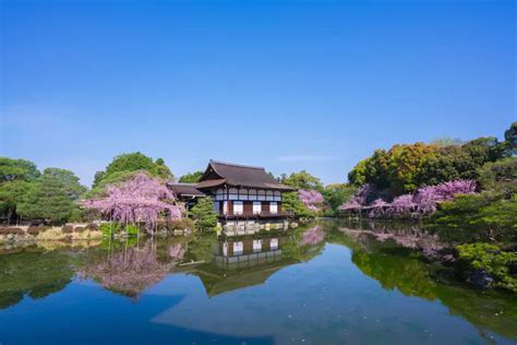 京都賞櫻勝地