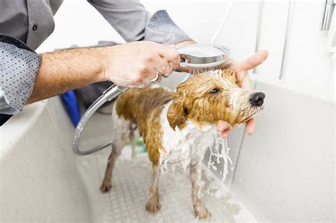 人のシャンプーで犬を洗う：知っておくべきこと