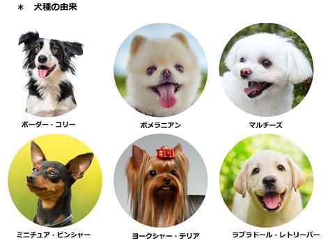 人気のある茶色い犬の名前