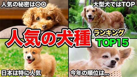 人気の愛犬種で「吠え」問題が激しい犬種ランキングTOP10